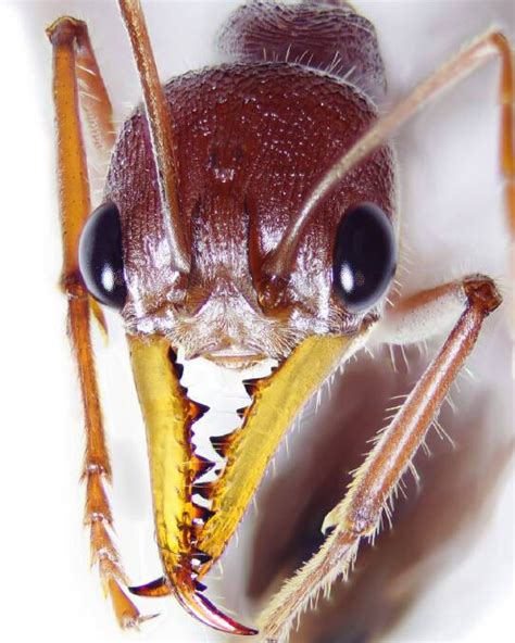 UQ researchers - Bull ant venom could lead to new pain treatments | The ...