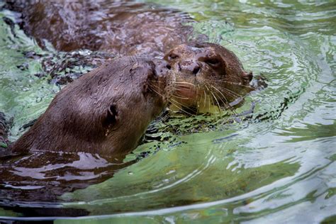 Introducing a New Giant River Otter to the Group – Philadelphia Zoo