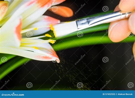 Artificial pollination stock image. Image of floral, charming - 57452555