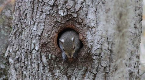 Squirrel In Tree Hole At Fenney Nature Trail - Villages-News.com