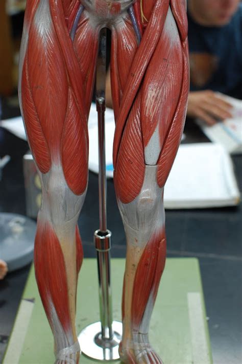 Human Anatomy Lab: Muscles of the Leg