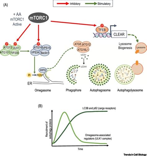 CDK1, the Other ‘Master Regulator’ of Autophagy: Trends in Cell Biology