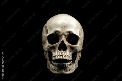 Human Skull Front View