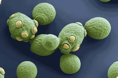 Havencrest MicroBrewery™: Yeast Cells Budding - Beer Yeast Life Cycle