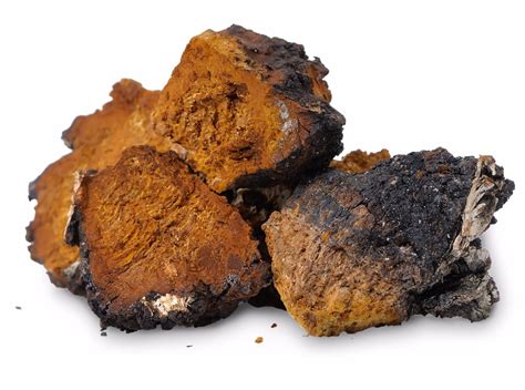 Eating Chaga Mushroom Increases Longevity - Live More Than 100 Years