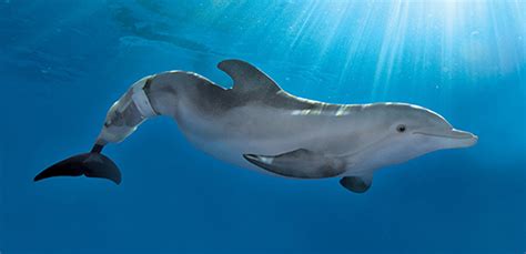 Clearwater Marine Aquarium – Discount Tickets Orlando