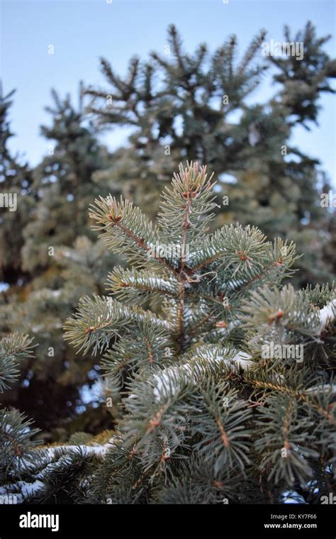 Pine tree in the park Stock Photo - Alamy