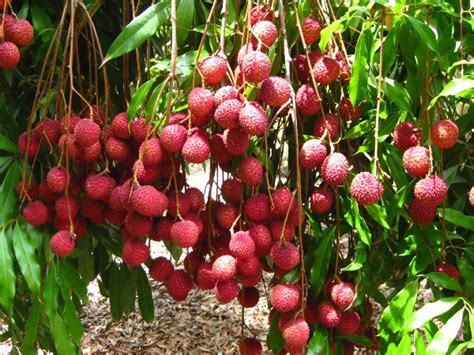 Lychee Fruit Cultivation Information Guide | Asia Farming