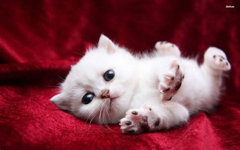 Cute Cat Wallpapers Wallpaper 1920×1200 Cute Baby Cats Wallpapers (39 Wallpapers) | Adorable ...