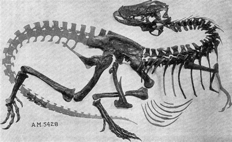 Gorgosaurus libratus USNM 12814 (AMNH 5428). Dinosauria, Theropoda, Tyrannosauroidea ...