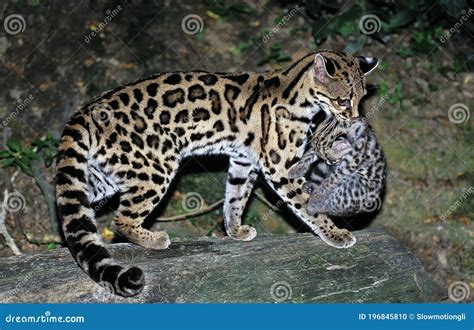 Margay Cat, Leopardus Wiedi, Mother Carrying Cub Stock Photo - Image of ...