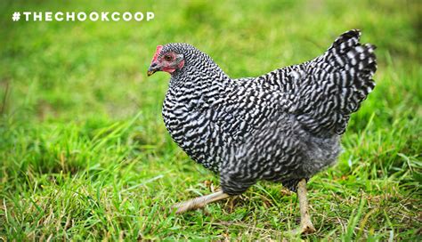 Plymouth Rock Chicken - Chicken Breed of the Week!