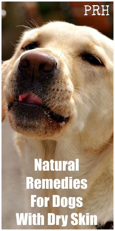 Natural Remedies For Dogs With Dry Skin - Paws Right Here | Dog skin ...