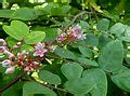 Category:Averrhoa carambola (flowers) - Wikimedia Commons