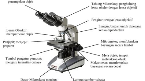 Mikroskop Monokuler Beserta Bagian Dan Fungsinya - Galeri Pendidikan