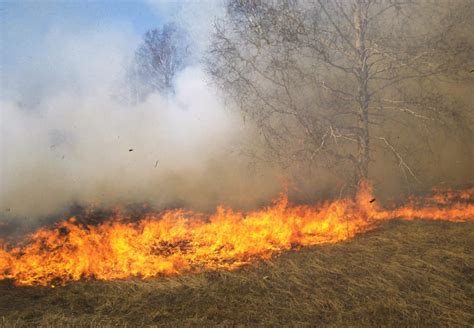 What Are The Common Causes Of Forest Fires?