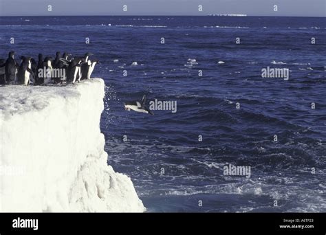 Antarctica, Anarctic Peninsula Adelie penguin diving from ice floe ...