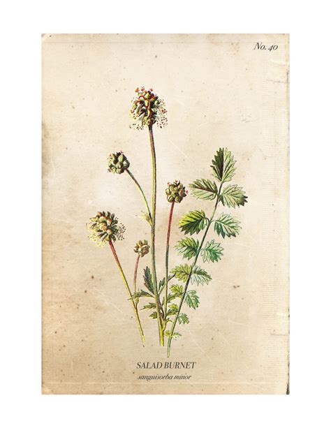 Vintage Wild Flower Botanical Prints | Nick + Alicia