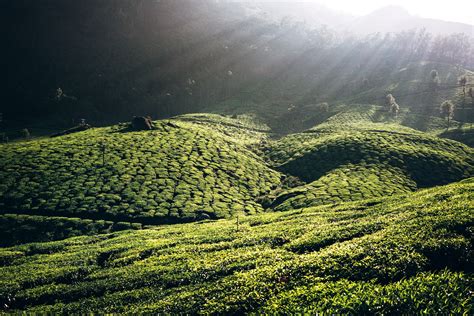 Tea plantations. India on Behance