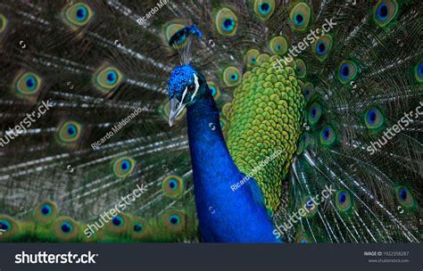 Peacock Shows Colorful Plumage Stock Photo 1922358287 | Shutterstock