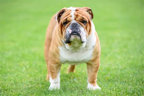 How to Care for Your English Bulldog’s Skin - Bulldog Angels | Siess ...