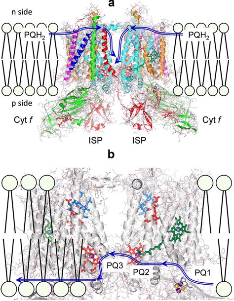 Schematic routes of plastoquinone diffusion inside the Cytb6f complex ...