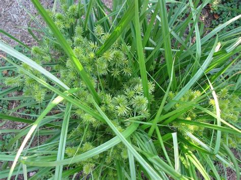 “Weeds, Glorious Weeds” | Piedmont Master Gardeners