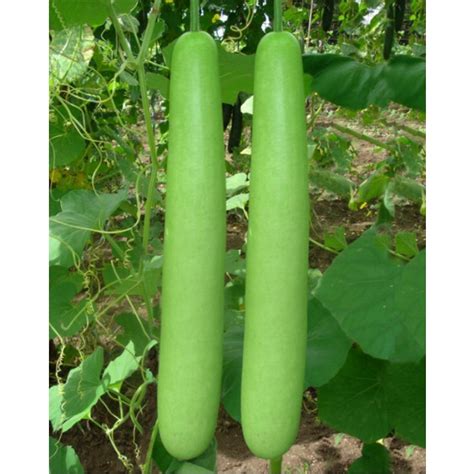 upo / bottle gourd seeds - 20pesos per pack - condor seeds - vegetable ...