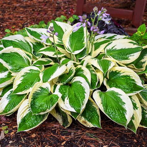 Patriot Hosta | The Tree Center™