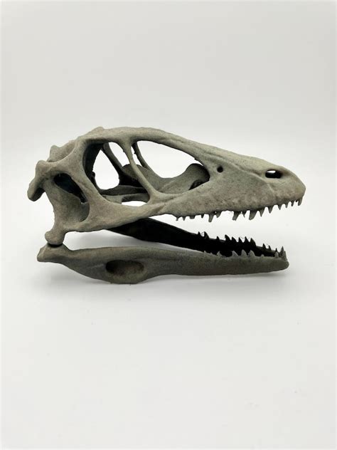 1/5 Scale Deinonychus Skull - Etsy