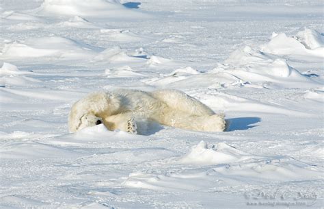 14 Sleepy Polar Bear Pause For A Break