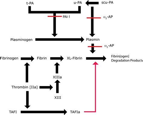 Plasminogen Assays