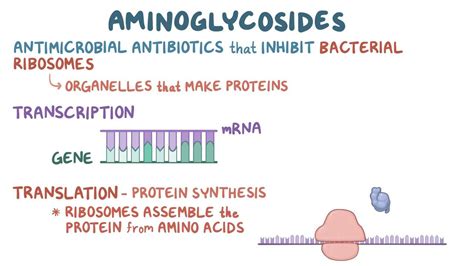 Protein synthesis inhibitors: Aminoglycosides: Video | Osmosis