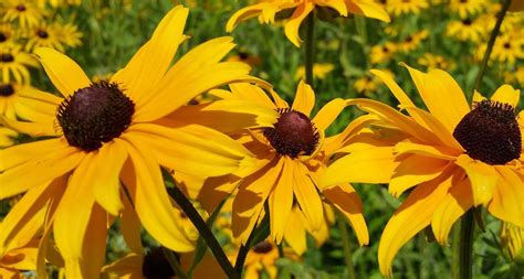 Maryland State Flower - Black-Eyed Susan - ProFlowers Blog