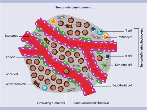 Tumor tissue (mouse) | Miltenyi Biotec | 中国