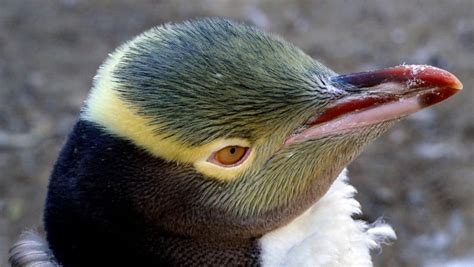 Yellow Eyed Penguin l Stunning Avian - Our Breathing Planet