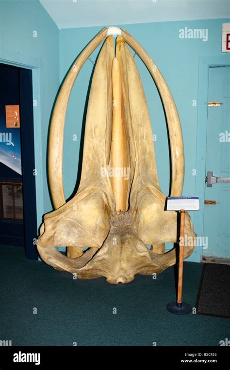 Baleen whale skeleton hi-res stock photography and images - Alamy