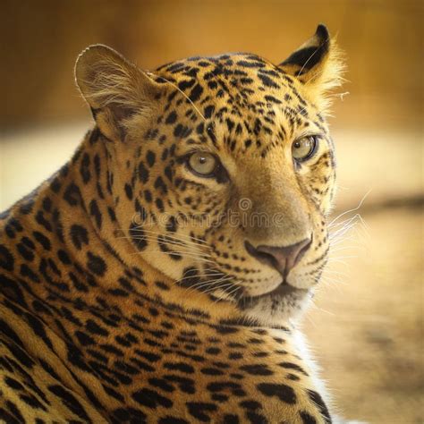 Close Up Face of Jaguar Animal Stock Photo - Image of front, face: 39866954