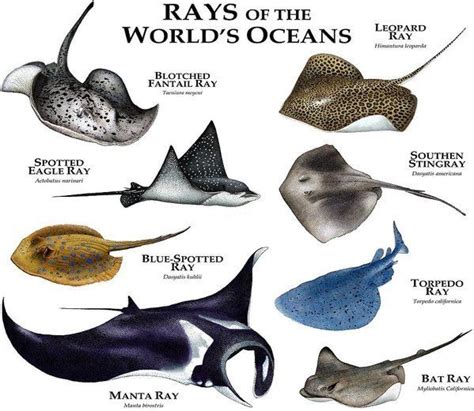 Pin by Susie Marie on Rays | Beautiful sea creatures, Animal ...