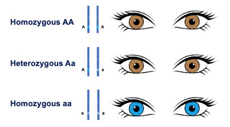 Genotype Vs Phenotype Eyes