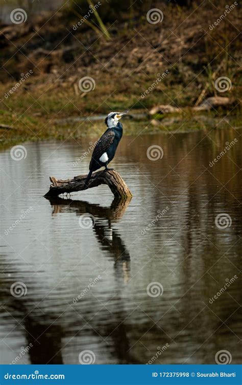 Great Cormorant or Large Black Cormorant Different Plumage during Breeding Season at Winters of ...