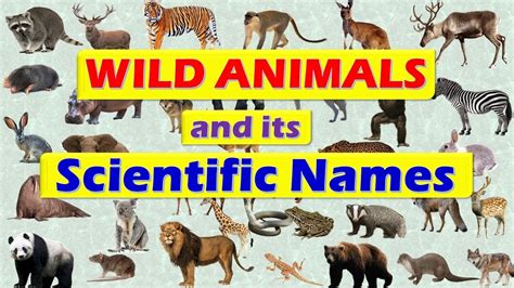 Wild Animals and its Scientific Names || Scientific Names of Wild Animals - YouTube