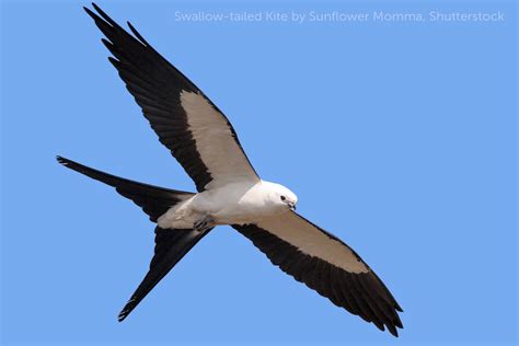 Swallow-tailed Kite - American Bird Conservancy