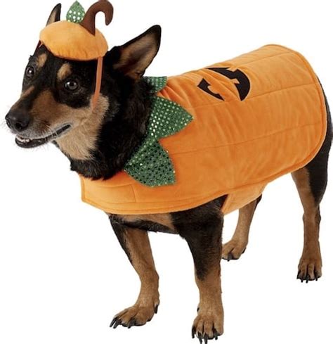 Dog Pumpkin Costumes | 9 Jack-o'-Lantern Looks for Spooky Season