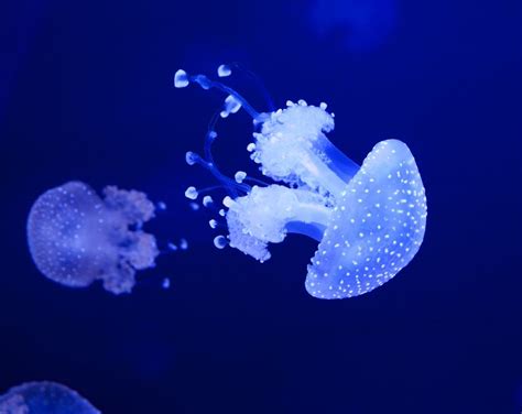 Jellyfish aquarium, Jellyfish, Aquarium