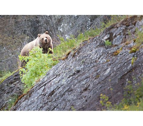 Art & Collectibles Glacier National Park Bear Print Bear and Cubs ...