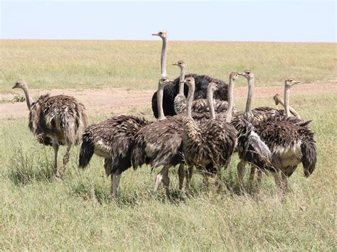 Baby Ostriches: All You Need to Know (with Pictures) | Birdfact