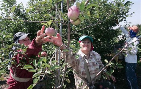 Ohio apple crop to be smaller - The Blade