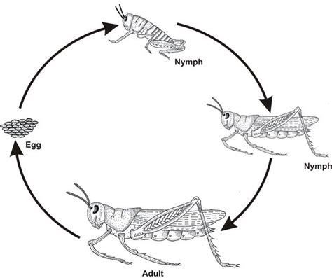 Locust Life Cycle