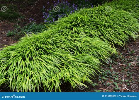 Japanese forest grass stock image. Image of bright, foliage - 115335967